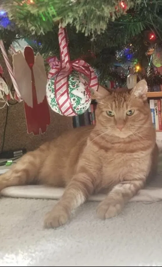 Lost cat in Pflugerville, TX, 78660