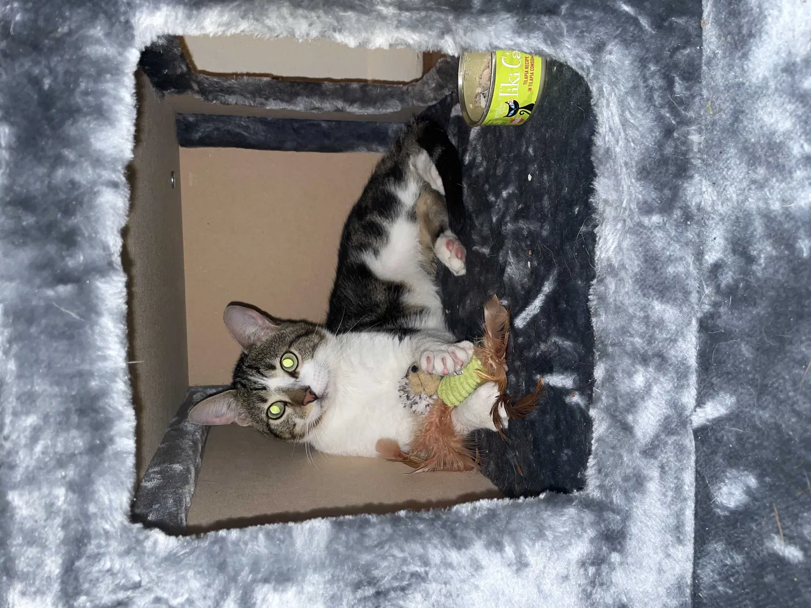 Lost cat in Austin, TX, 78751