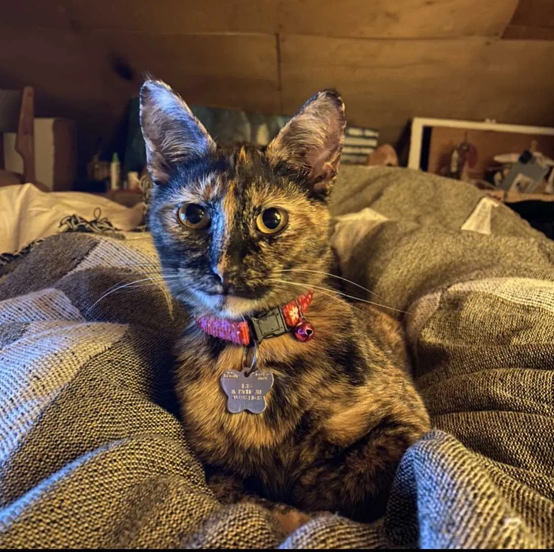 Lost cat in Venice, CA, 90291