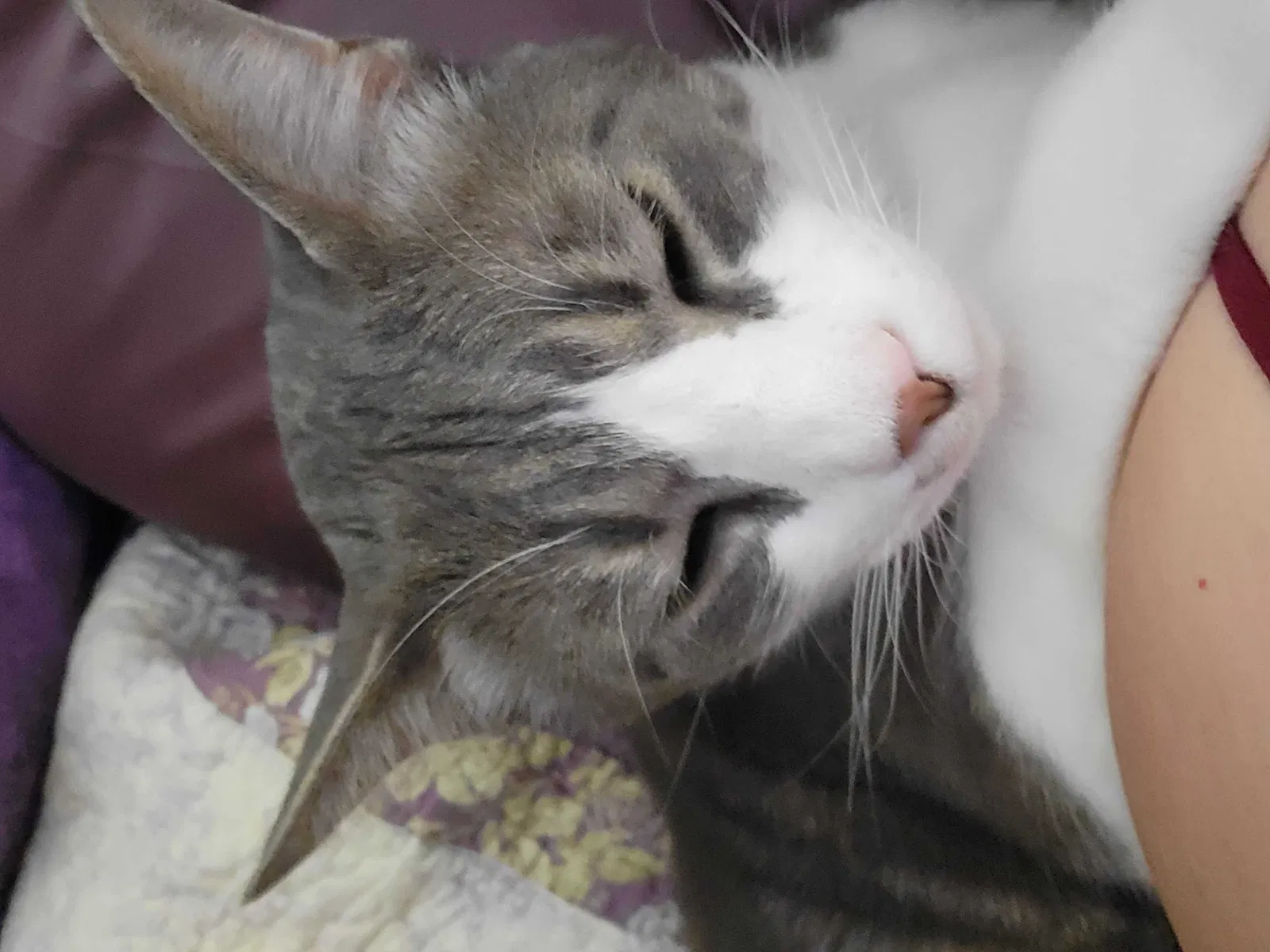 Lost cat in Covington, TN, 38019