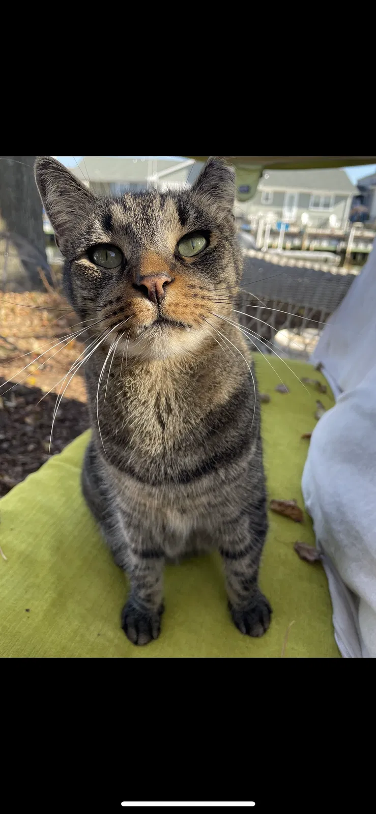 Lost cat in Brick, NJ, 8723