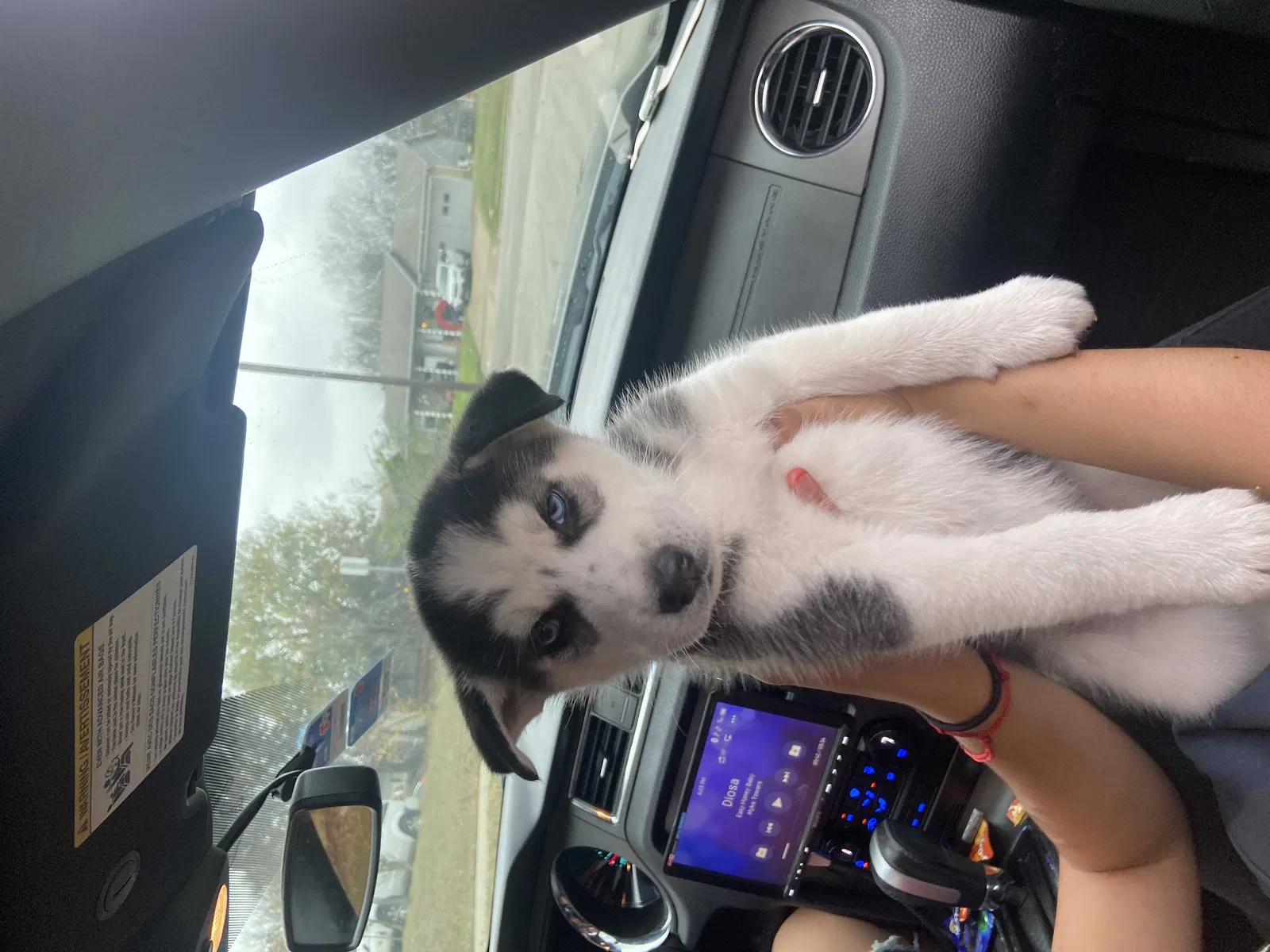 Lost dog in Mesquite, TX, 75149