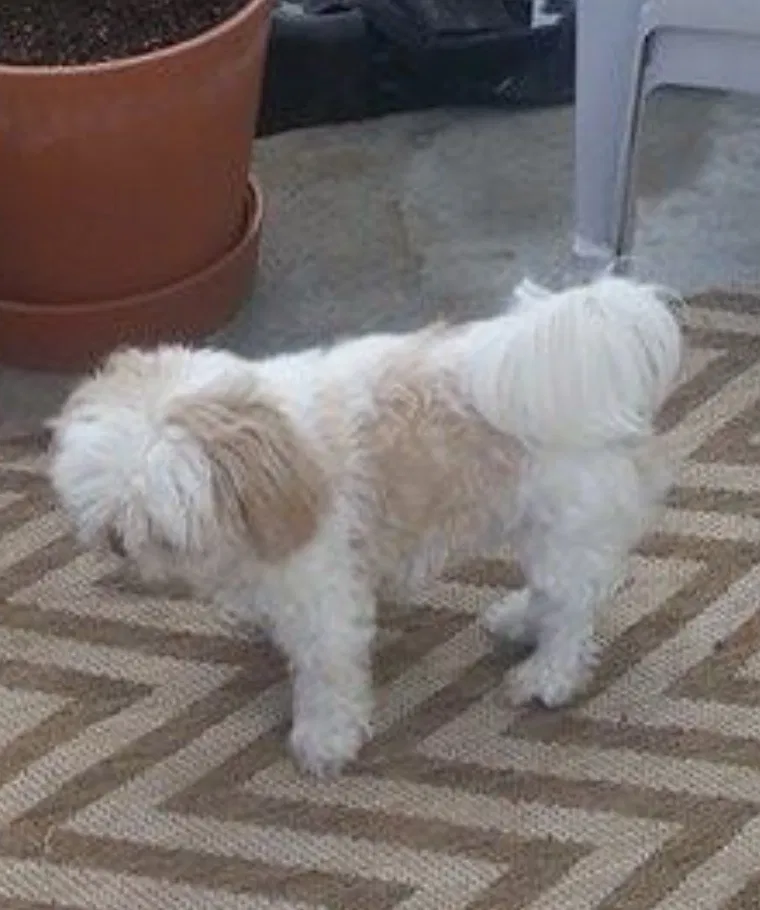 Lost dog in Houston, TX, 77096