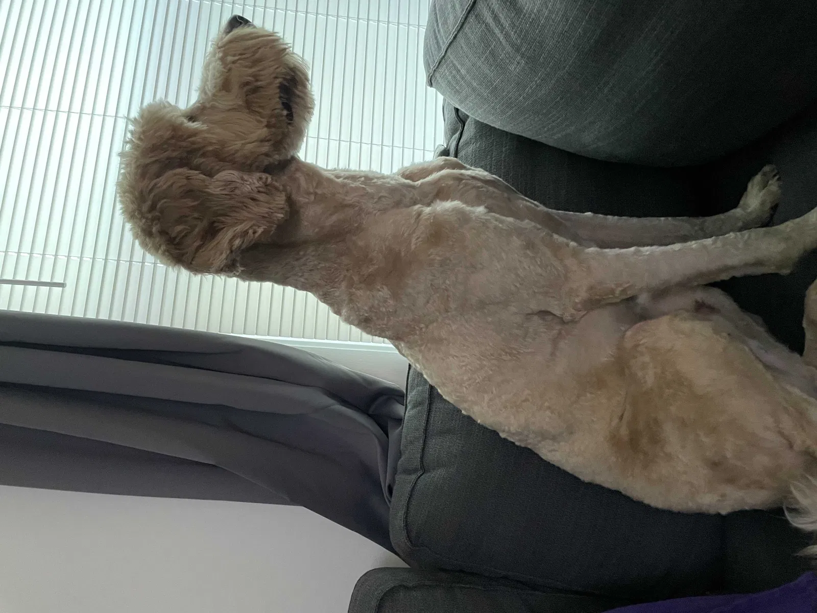 Lost dog in Indianapolis, IN, 46203