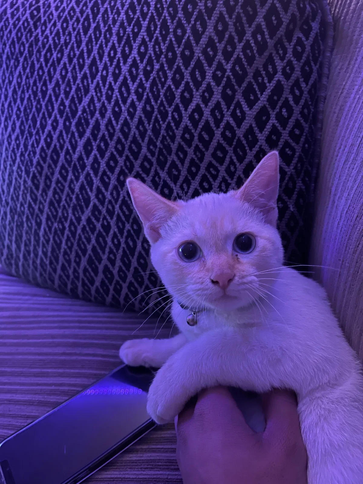 Lost cat in Euless, TX, 76040