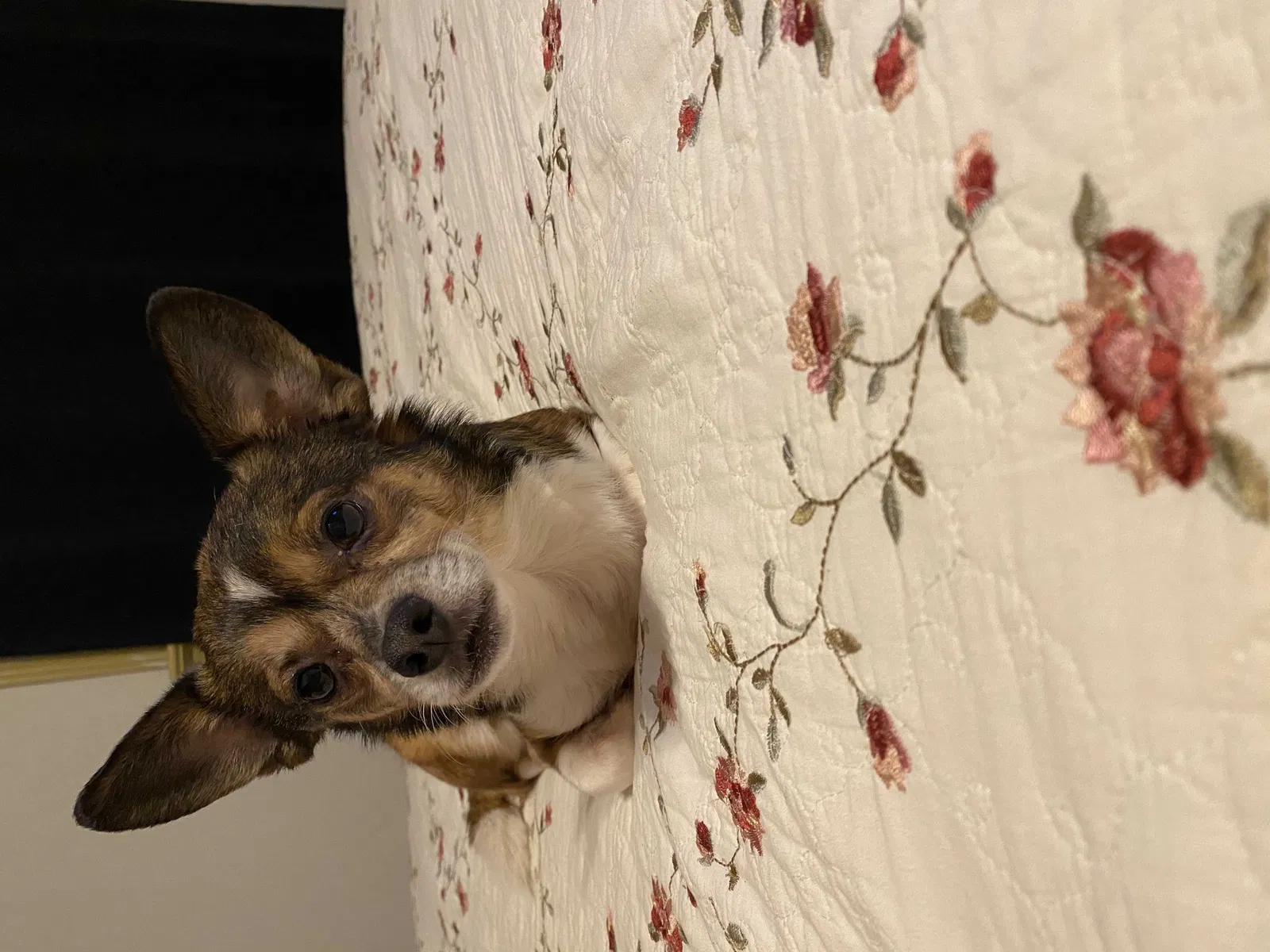 Lost dog in Lumberton, NC, 28360
