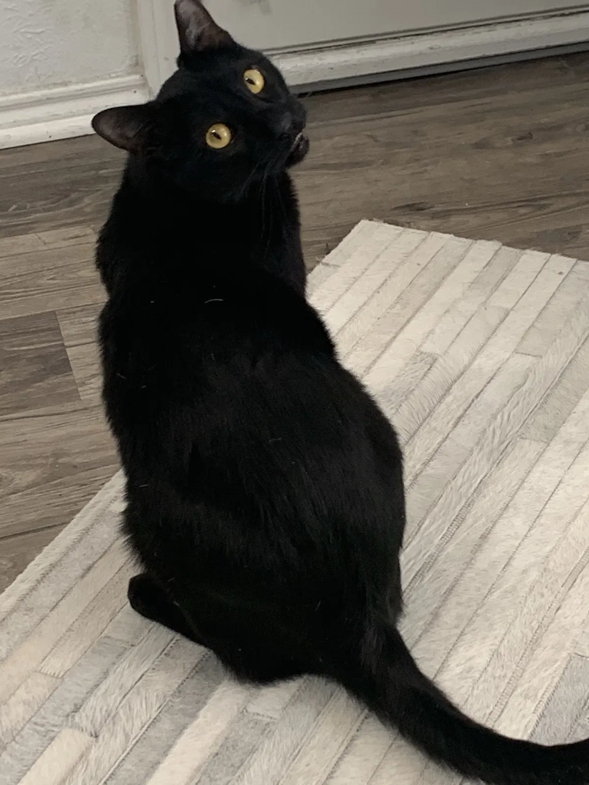 Lost cat in Dallas, TX, 75243