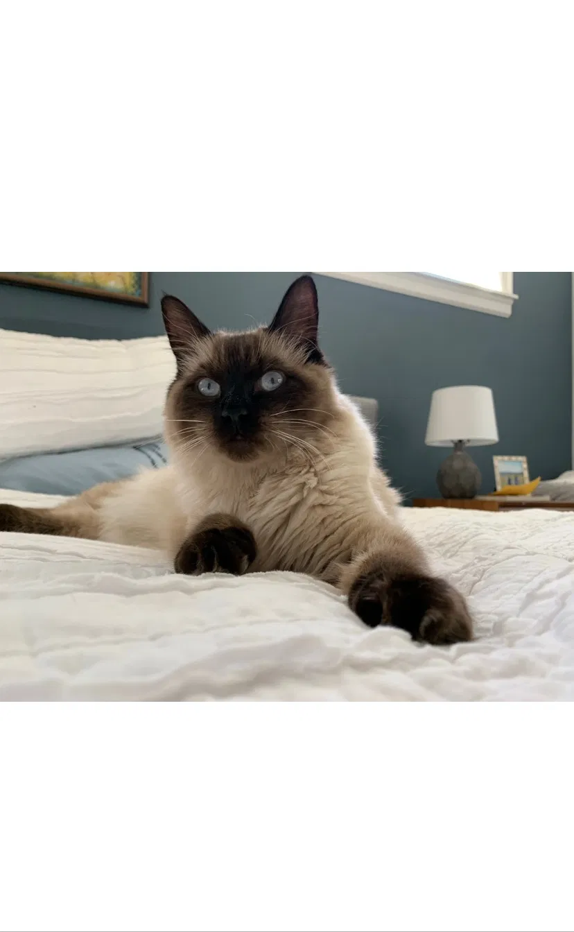 Lost cat in Portland, OR, 97223