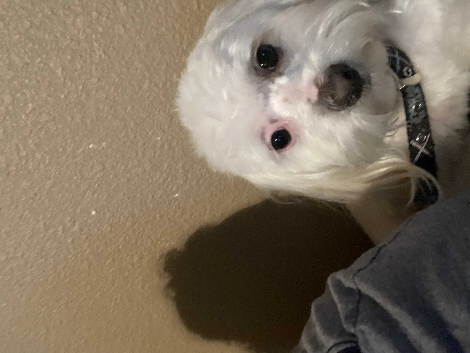 Lost dog in Indio, CA, 92201