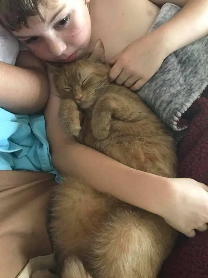 Lost cat in Houston, TX, 77065