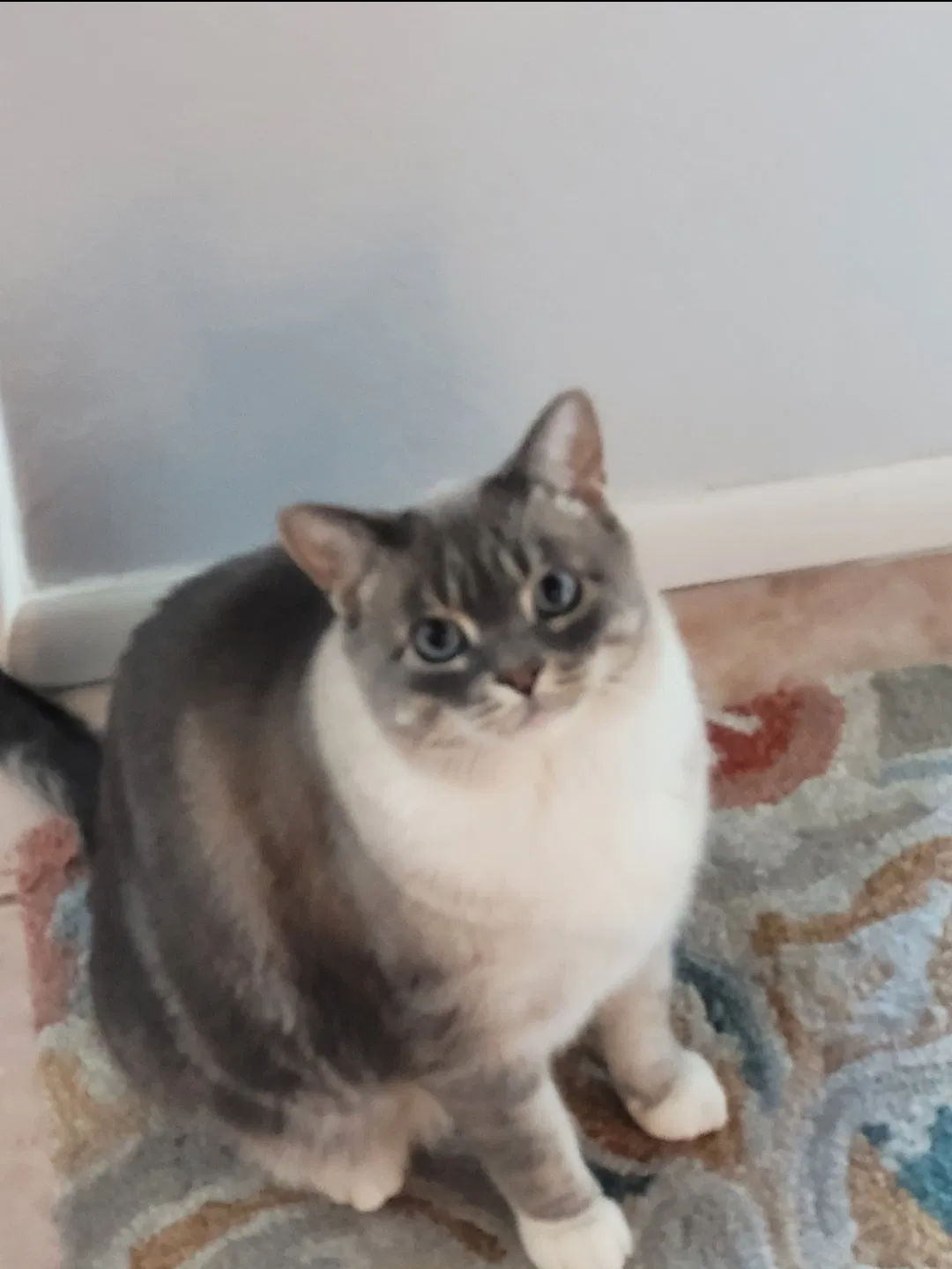Lost cat in Tucson, AZ, 85710