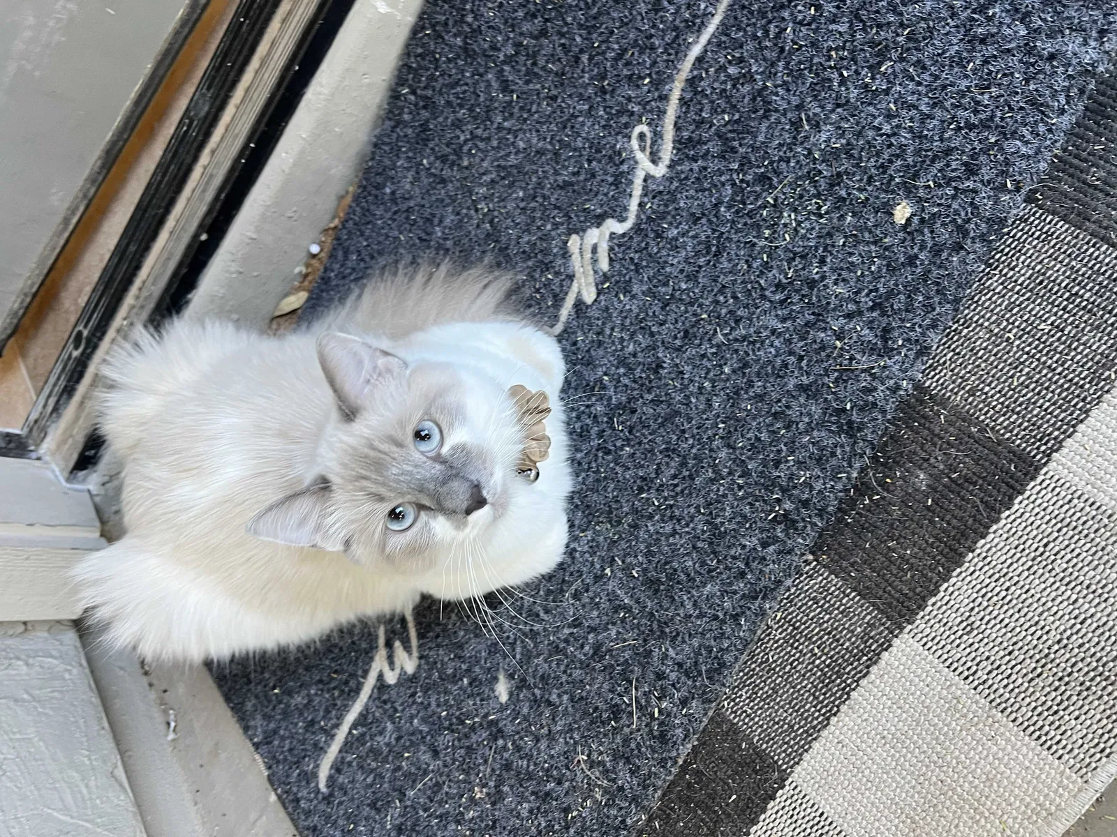 Lost cat in San Tan Valley, AZ, 85140