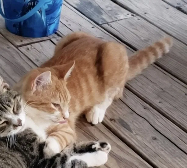 Lost cat in Ellijay, GA, 30540