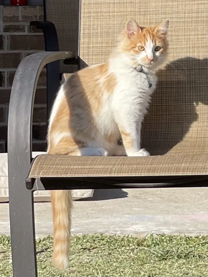 Lost cat in Katy, TX, 77493