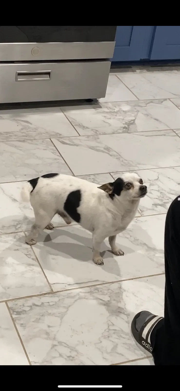 Lost dog in Oklahoma City, OK, 73107
