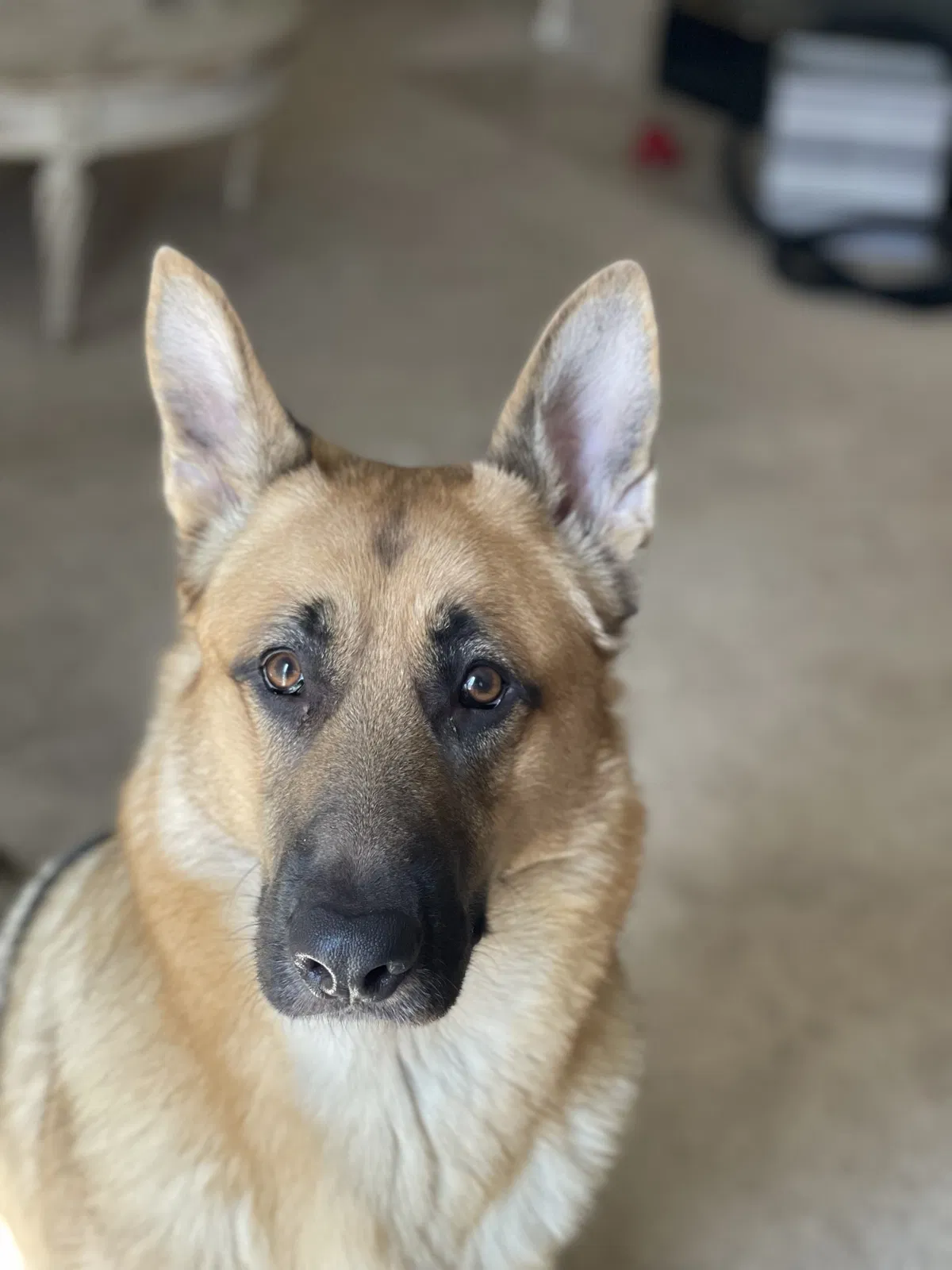 Lost dog in Stockton, CA, 95206
