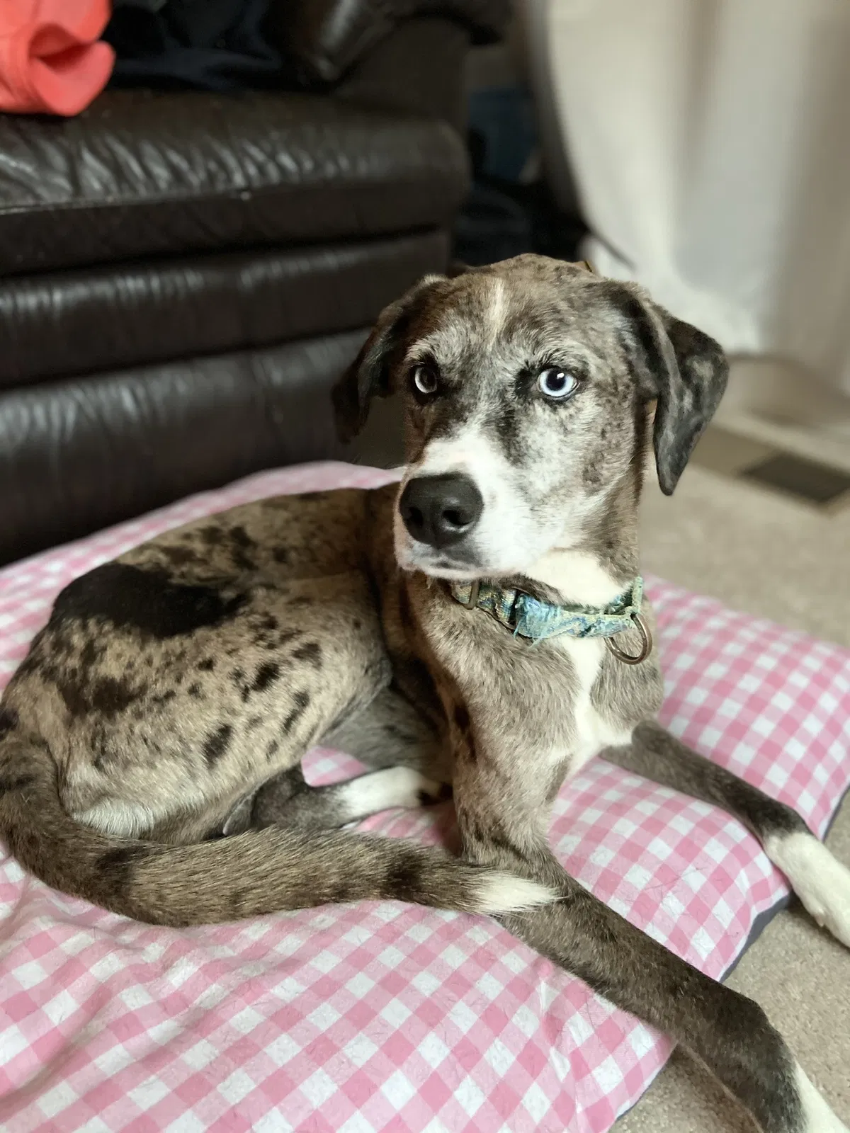 Lost dog in Arnold, MD, 21012