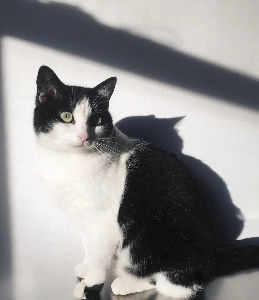 Lost cat in North Hollywood, CA, 91601
