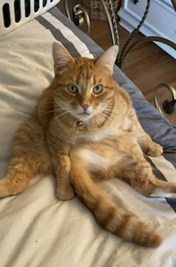 Lost cat in Westerville, OH, 43082