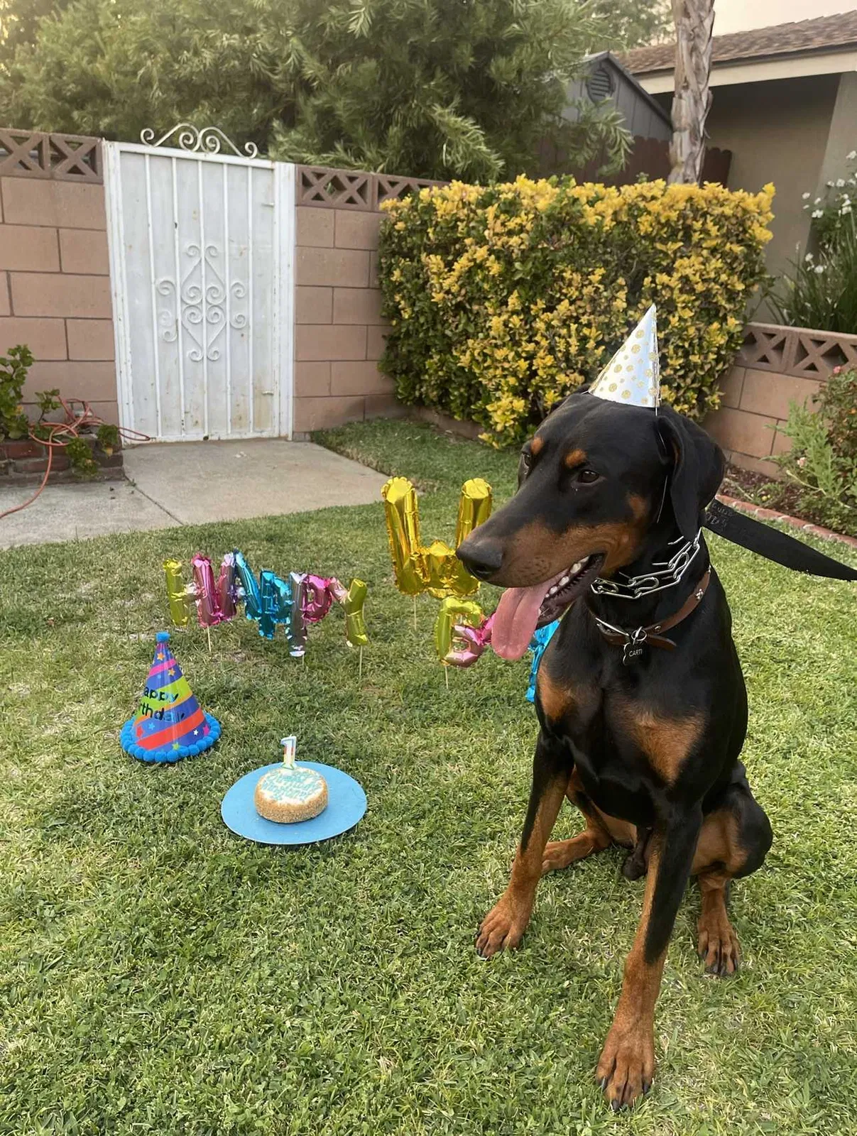 Lost dog in Moreno Valley, CA, 92557