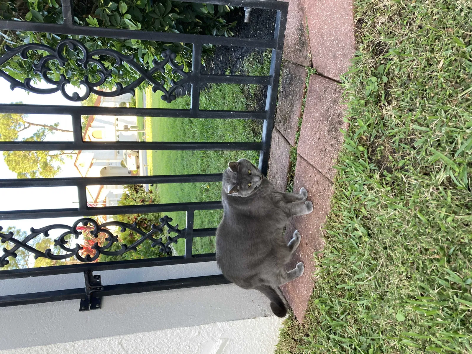 Lost cat in Clearwater, FL, 33765