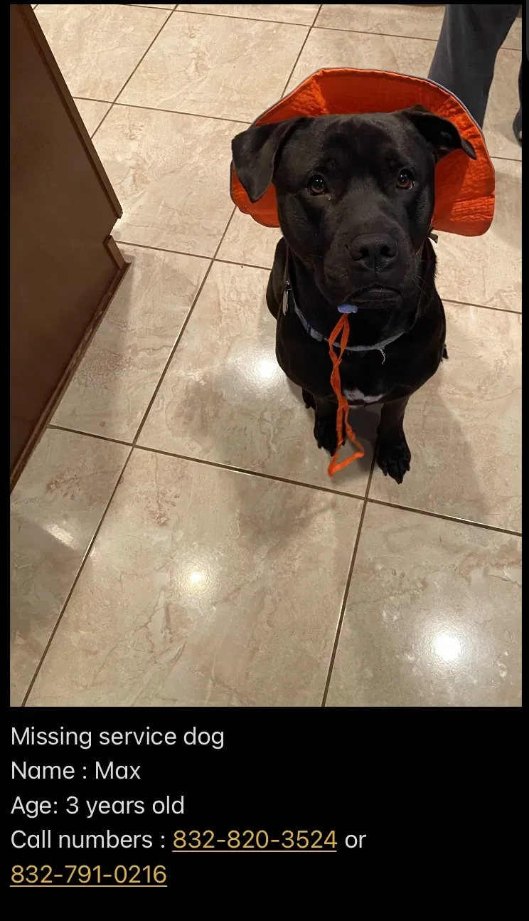 Lost dog in Spring, TX, 77373