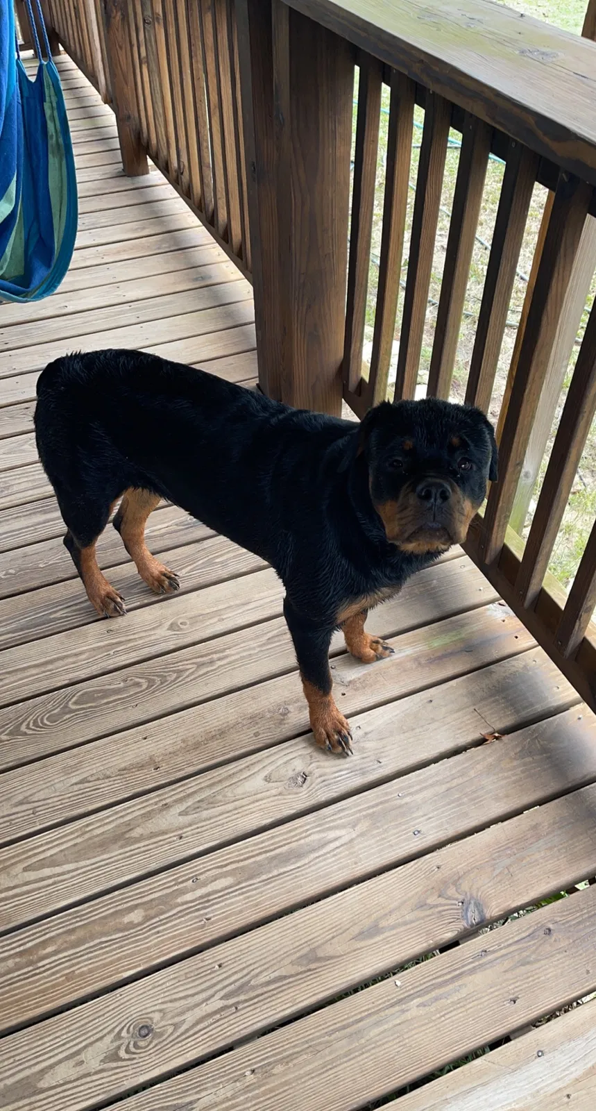 Lost dog in Magnolia, TX, 77354