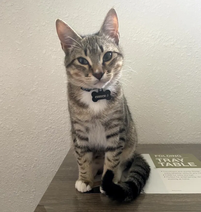 Lost cat in Milpitas, CA, 95035