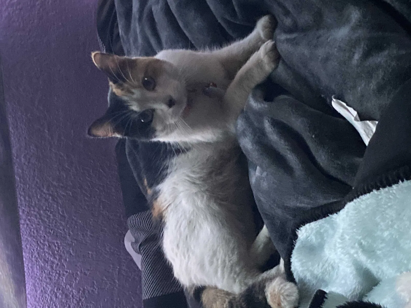 Found cat in Pomona, CA, 91766