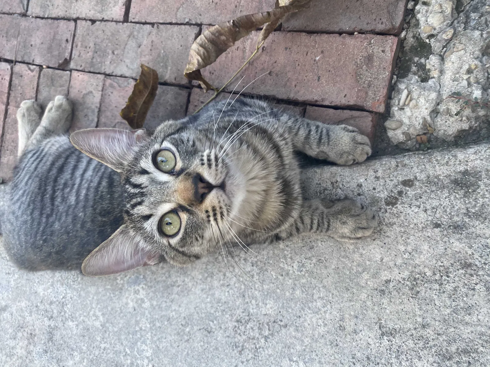 Lost cat in New Braunfels, TX, 78130