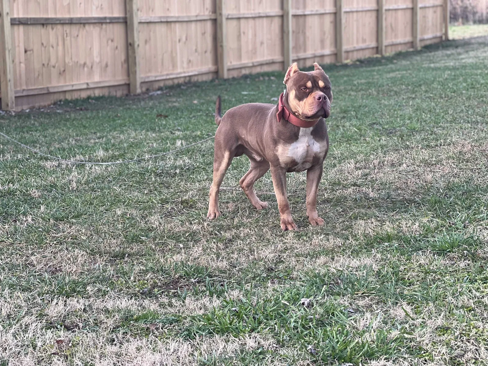 Lost dog in Murfreesboro, TN, 37128