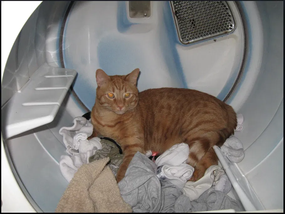Lost cat in Orlando, FL, 32829