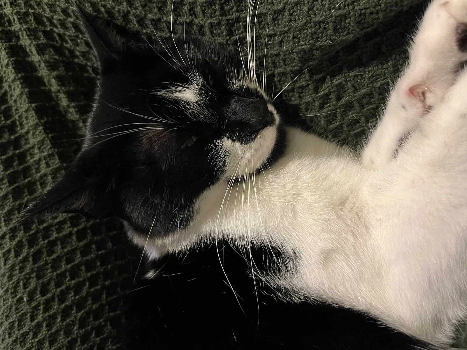 Lost cat in San Antonio, TX, 78240