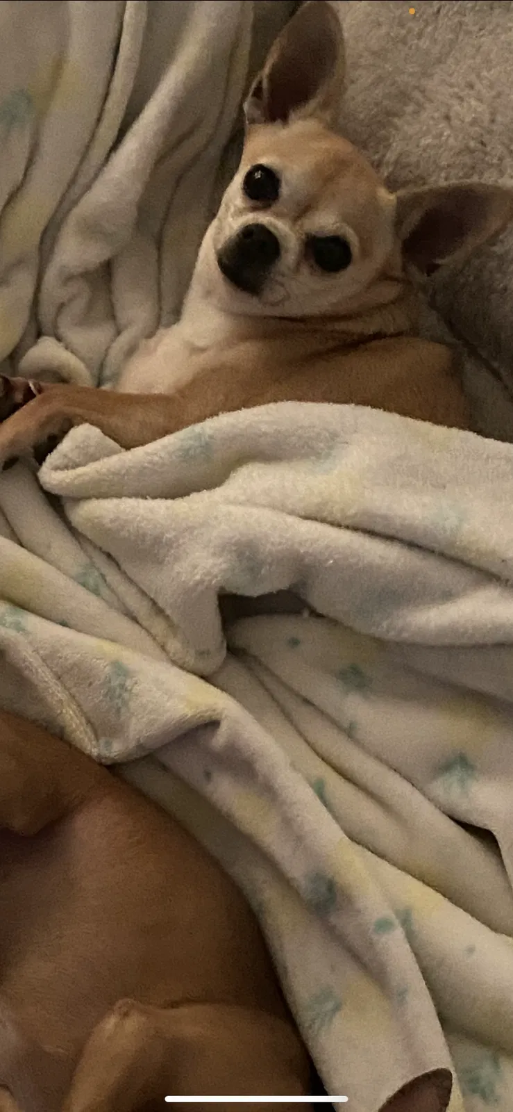 Lost dog in Bakersfield, CA, 93308