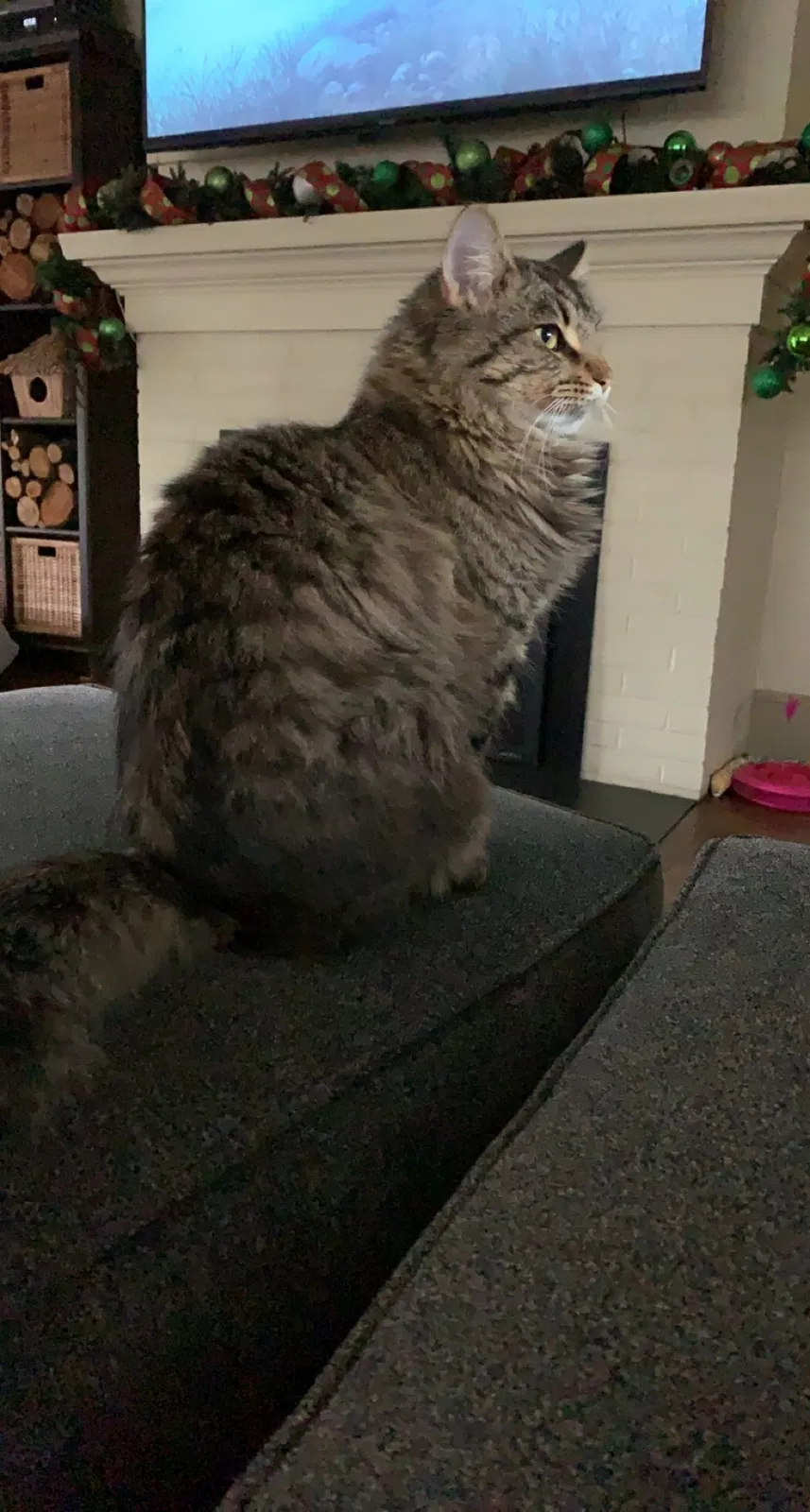 Lost cat in Pittsburgh, PA, 15241