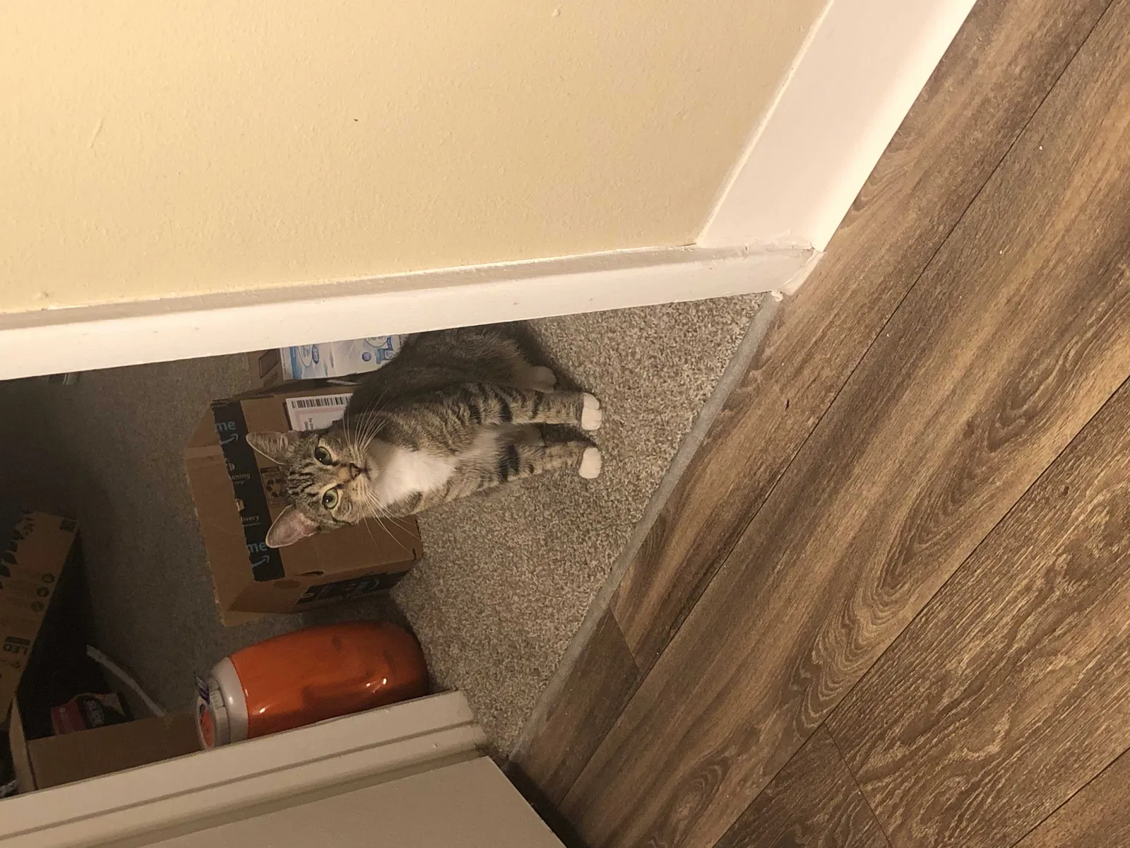 Lost cat in Orlando, FL, 32812