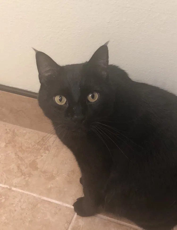Lost cat in Orlando, FL, 32812