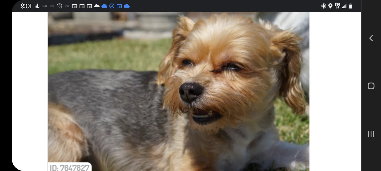 Lost dog in Maywood, CA, 90270
