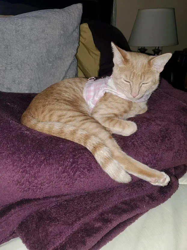 Lost cat in Friendswood, TX, 77546