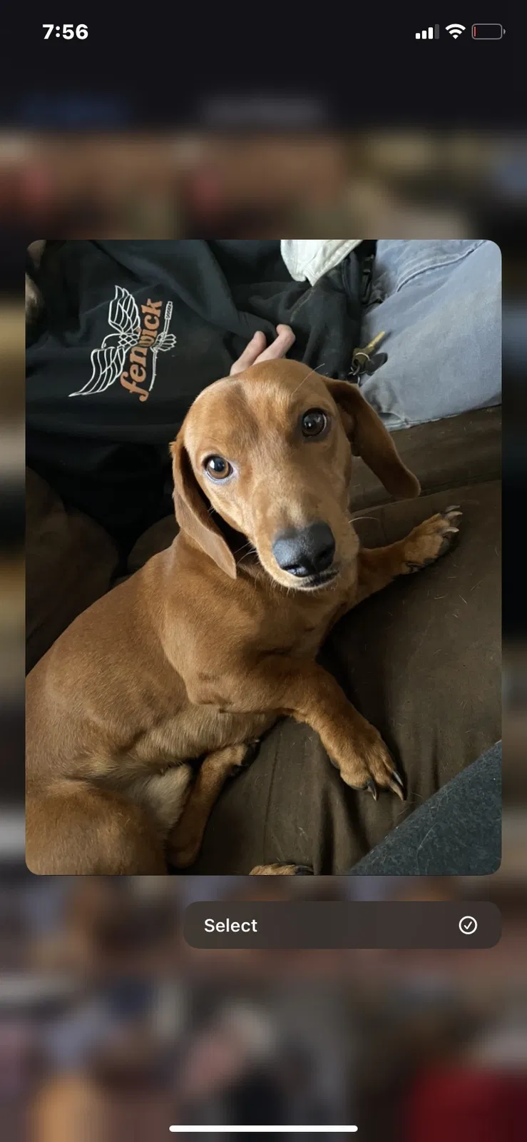 Lost dog in Rock Hill, SC, 29730