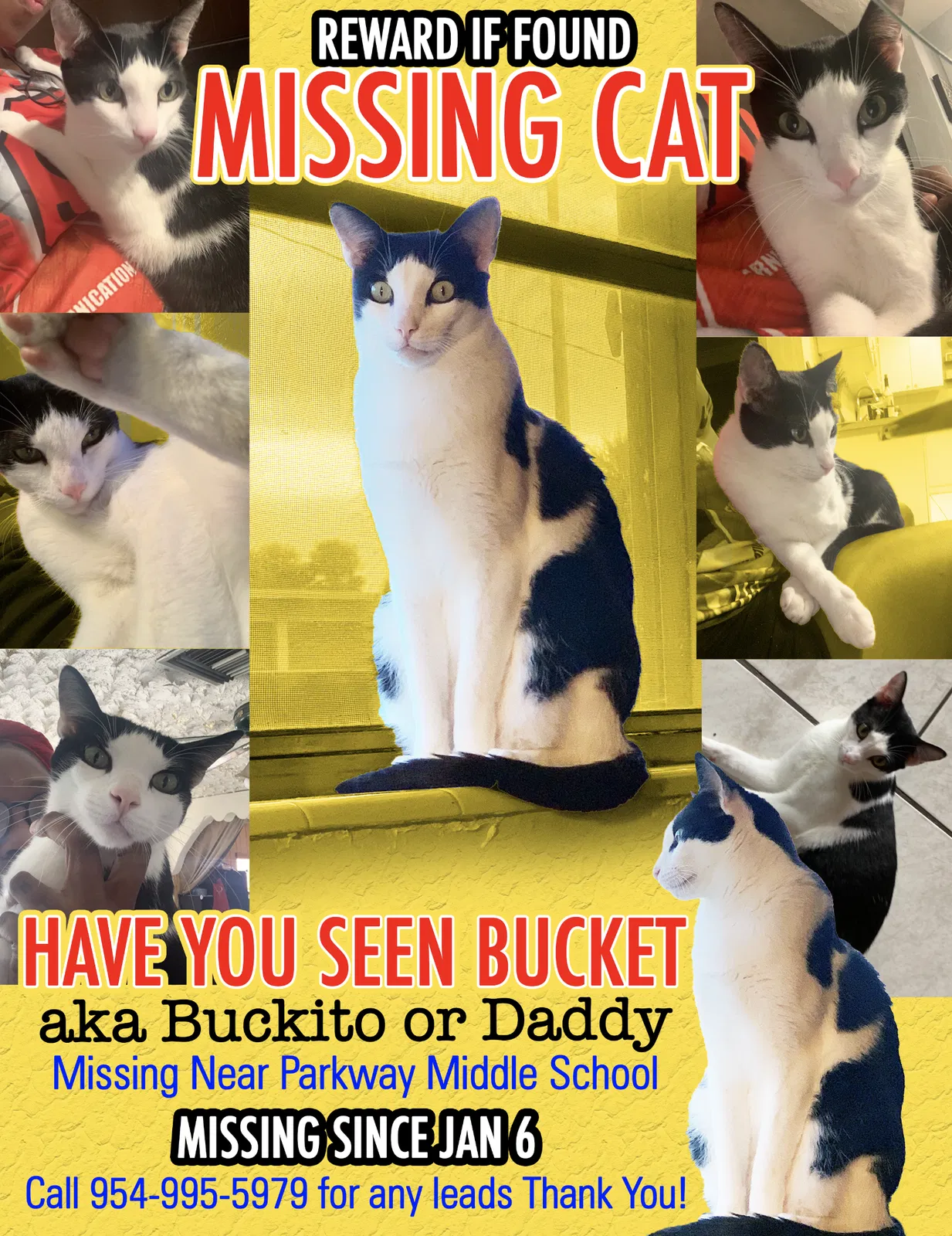 Lost cat in Fort Lauderdale, FL, 33311