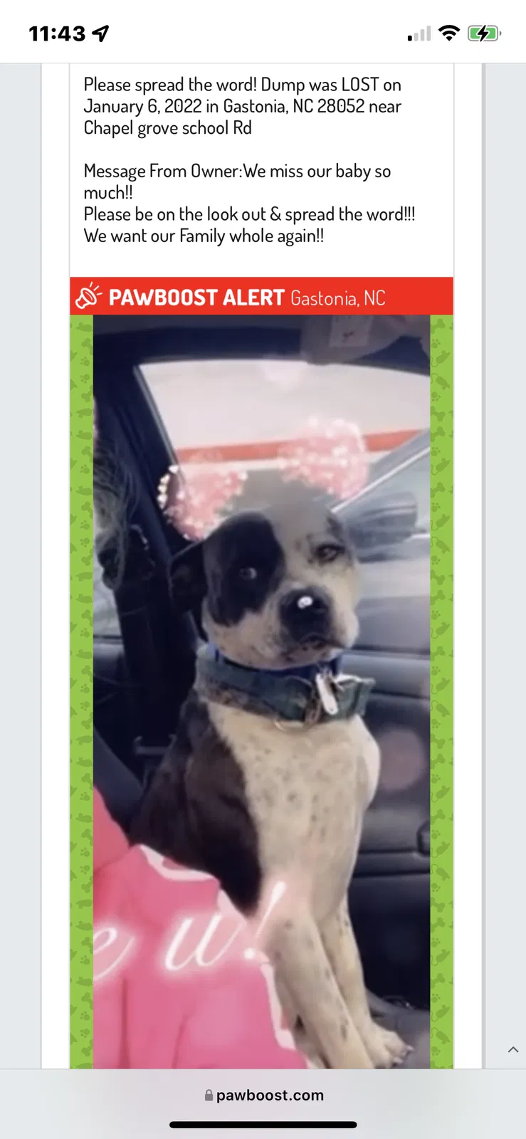 Lost dog in Gastonia, NC, 28052