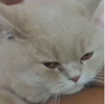 Lost cat in Roseville, CA, 95747