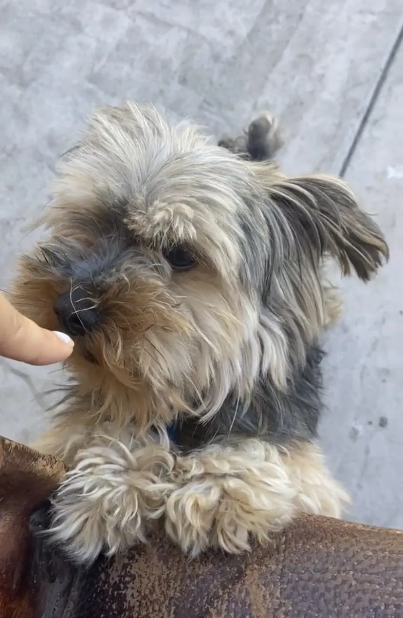 Lost dog in Salinas, CA, 93907