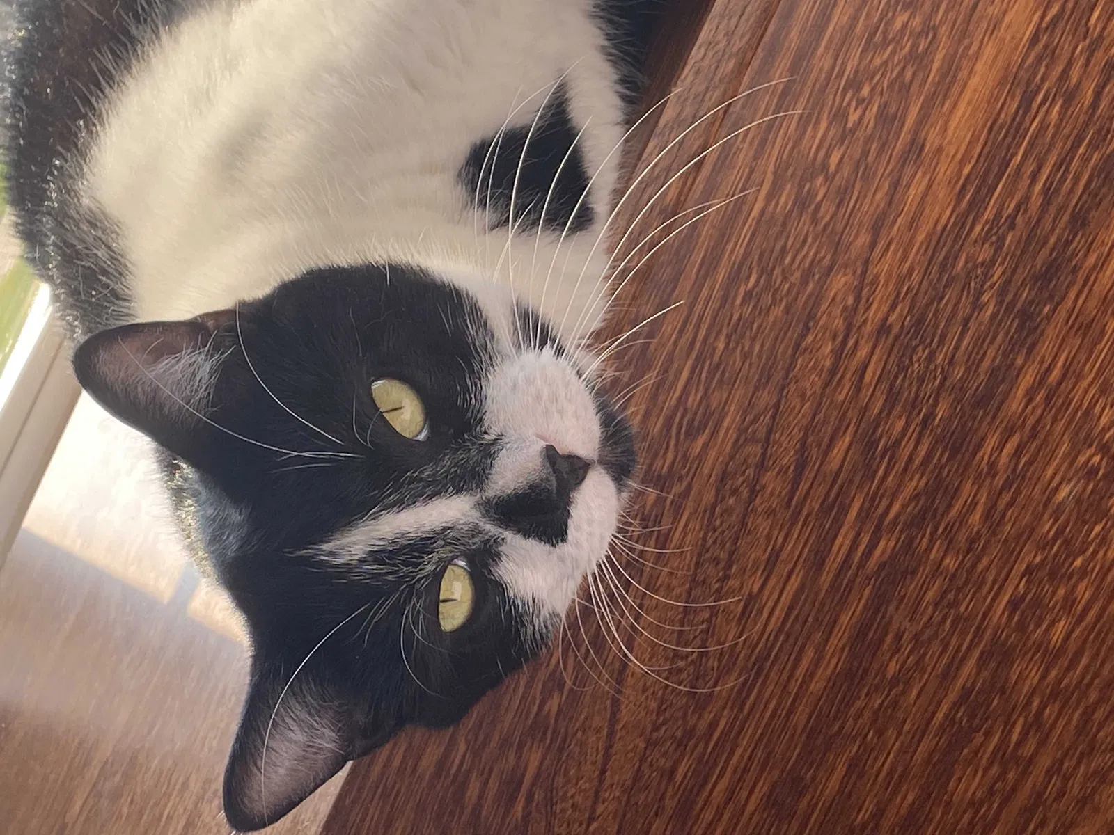 Lost cat in Howell, MI, 48843