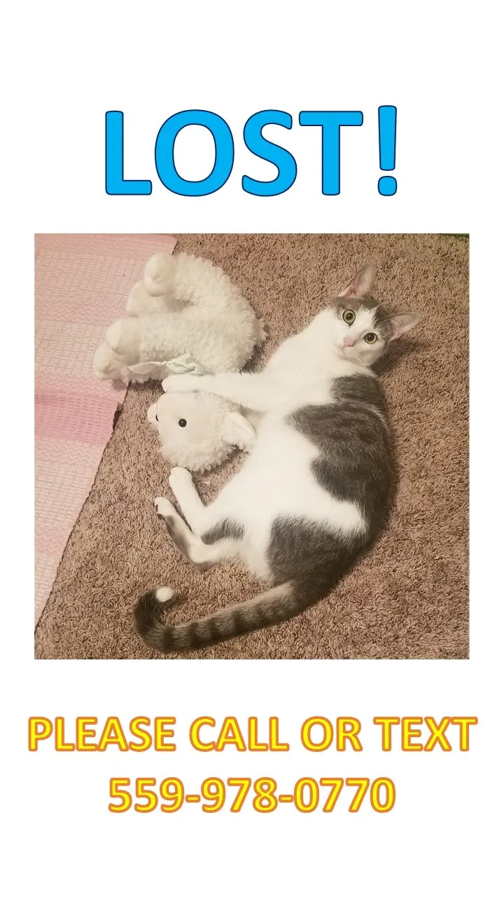 Lost cat in Sanger, CA, 93657