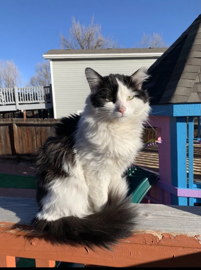 Lost cat in Colorado Springs, CO, 80916
