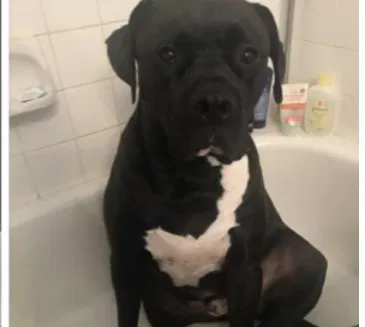 Lost dog in Wasilla, AK, 99654