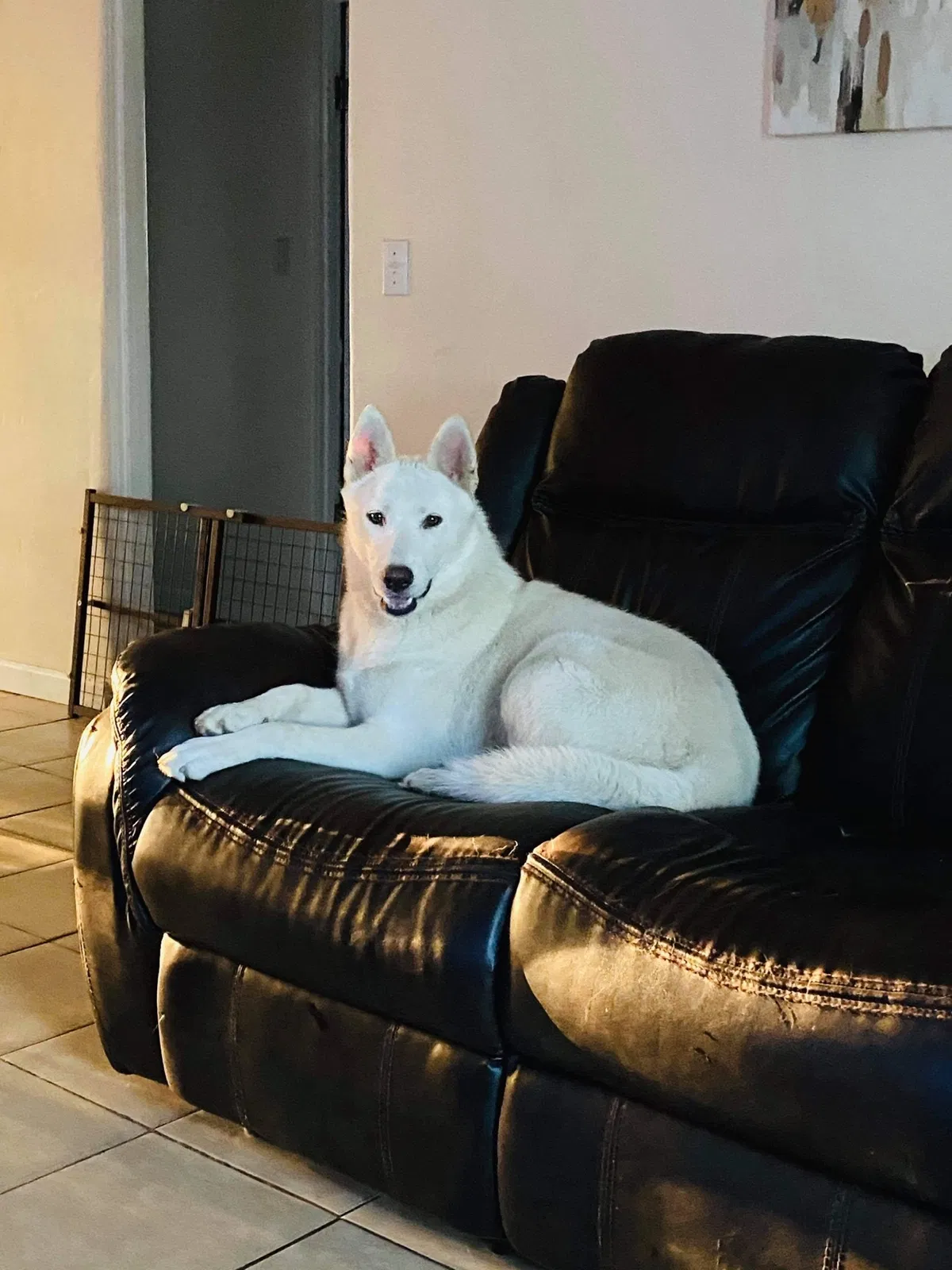 Lost dog in Bakersfield, CA, 93307