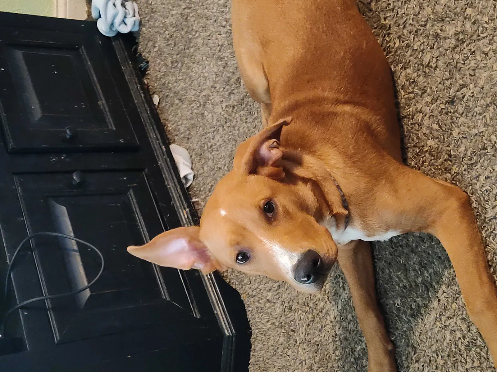 Lost dog in Kokomo, IN, 46901